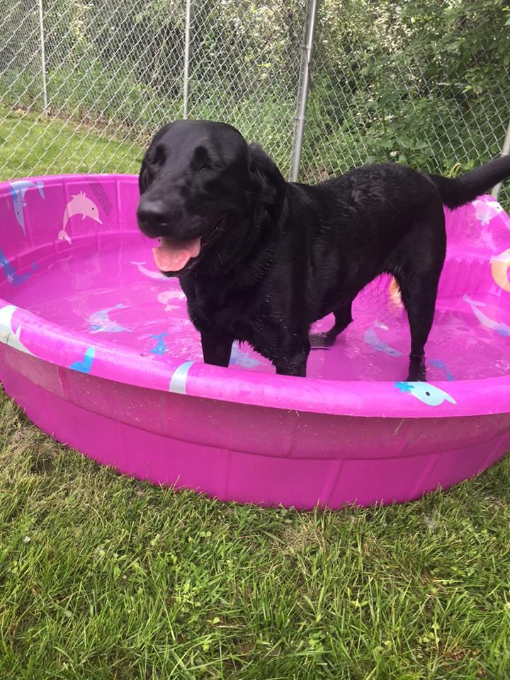 waggin tails pet resort