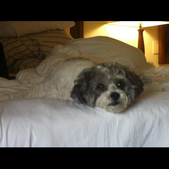 Dog Friendly Fredericksburg, VA