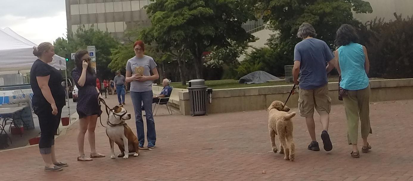 Dogs in our class learned to relax around other dogs and the chaos of the downtown environment. Dogs in our class learned to relax around other dogs and the chaos of the downtown environment.