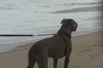 Dog Friendly Activities In Dewey Beach De Bringfido