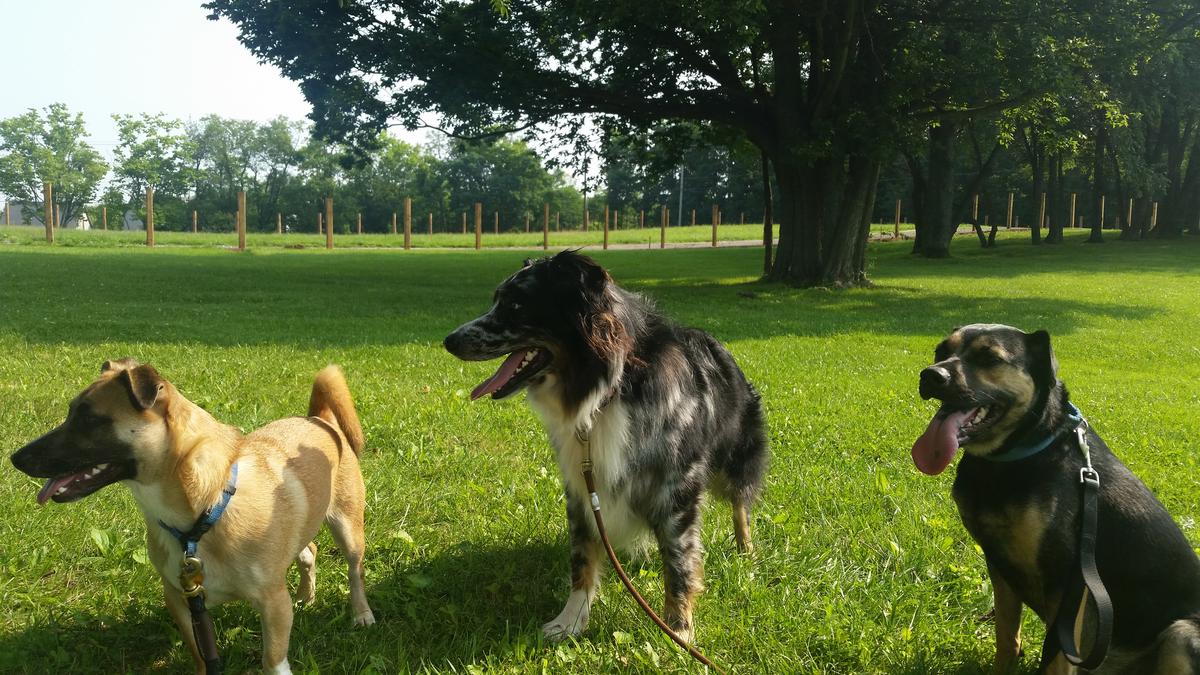 pet sitting georgetown