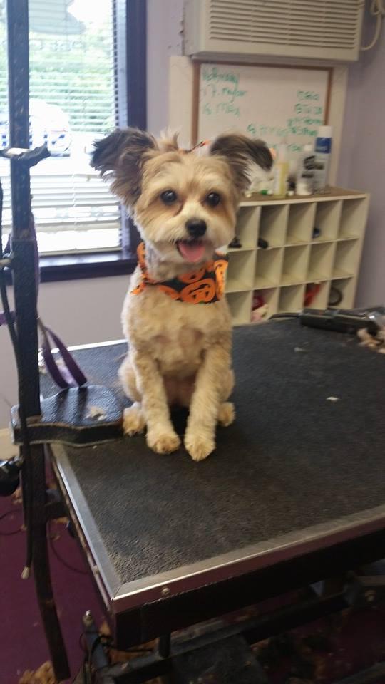 Dog Friendly Haverhill Ma Bringfido