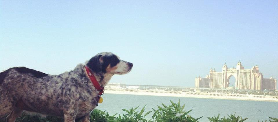 Pet Sittiing in Dubai Pet Sittiing in Dubai