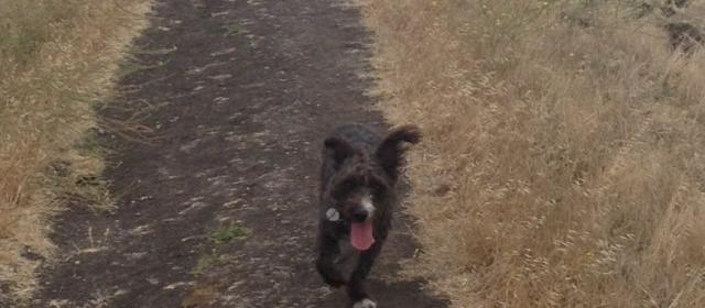 Dog Friendly Dublin Ohio Day Trip Dog Friendly Ohio Vacations And Day Trips Bonus Video Dog Friendly Vacation Pet Travel Pet Friendly Hotels