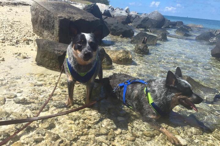 Pet Friendly Fort Zachary Taylor Historic State Park