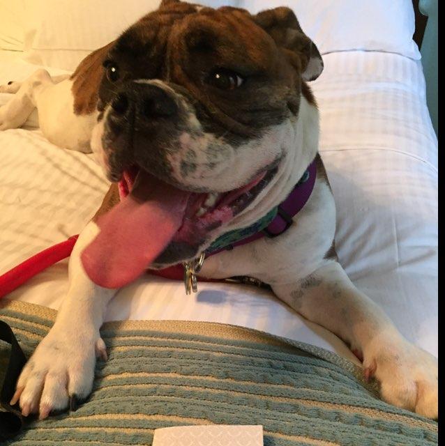 Dog Friendly Memphis Tn