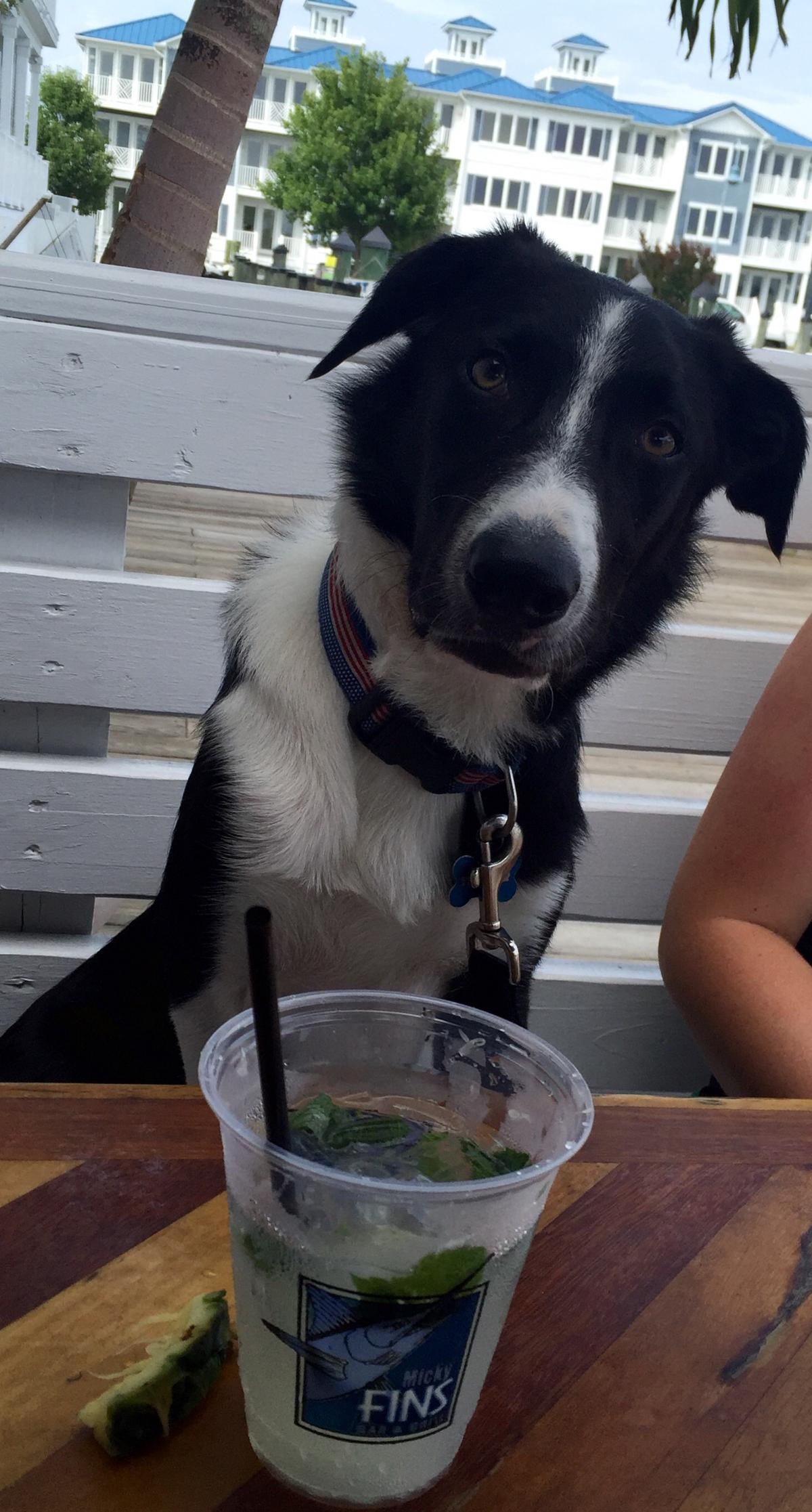 Bethany Beach Dog Friendly Restaurants: The Ultimate Guide for Pet Lovers