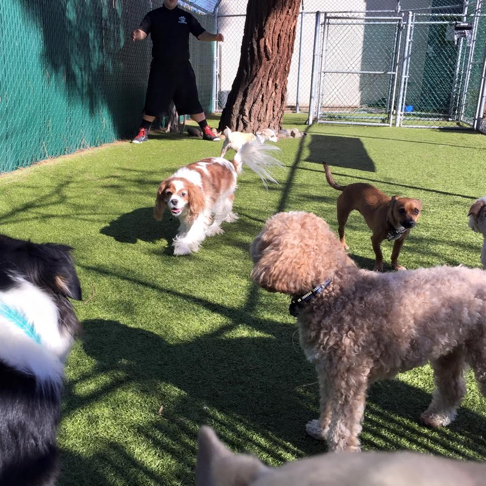 Directory of Doggie Daycare Boarding in Scotts Valley CA