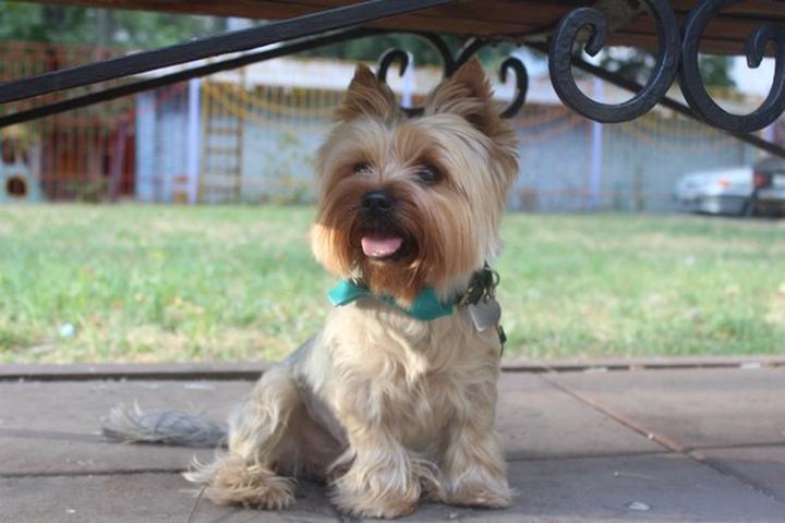 Directory of Animal Shelters in Europe - BringFido Directory of Animal Shelters in Europe - BringFido