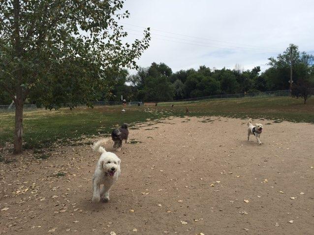 Canine corral sales dog daycare