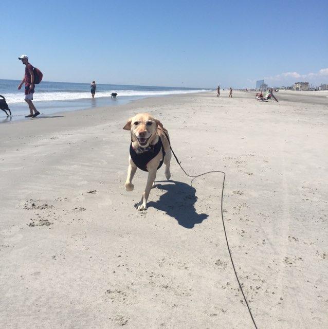Dog Friendly Beaches in Beach Haven, NJ 