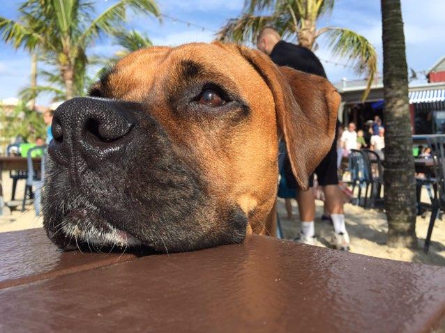 Bethany Beach Dog Friendly Restaurants: The Ultimate Guide for Pet Lovers