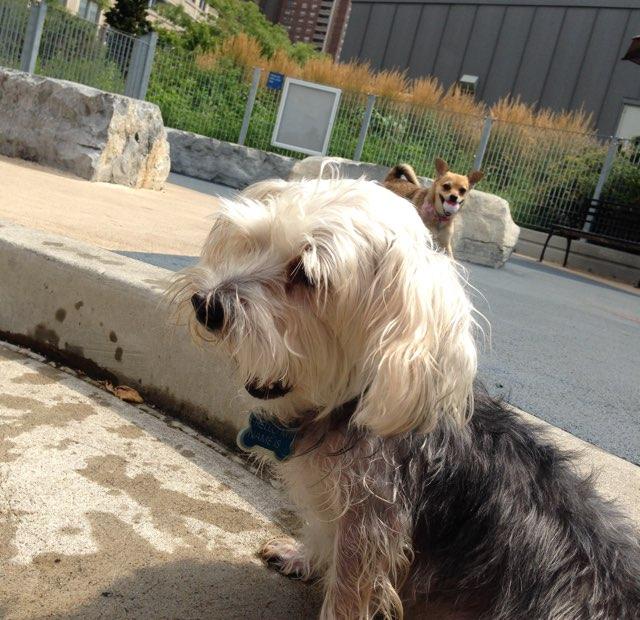 Pet Friendly Tribeca Dog Run