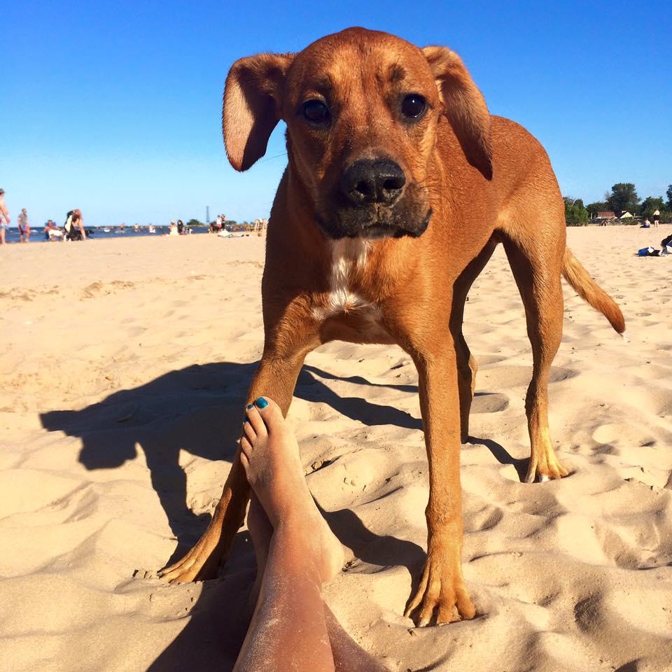 Dog Friendly Activities Chicago: Unleash Adventure