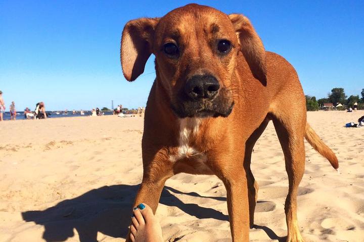 Dog Friendly Activities Chicago: Unleash Adventure