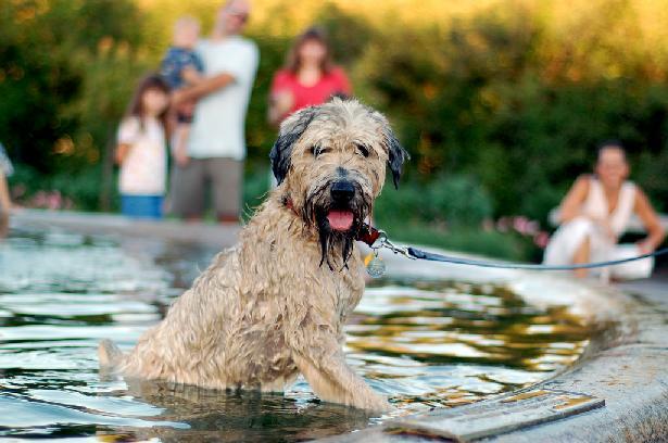 are dogs allowed in lyndale park rose garden