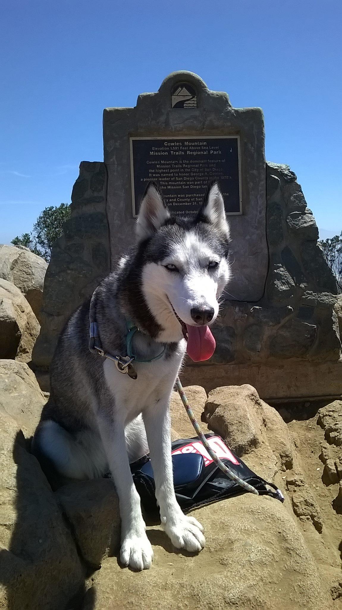 are dogs allowed at cowles mountain