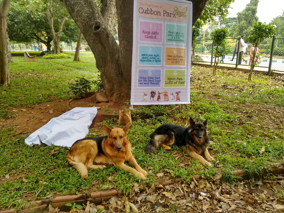 Dog Friendly Bangalore IN BringFido