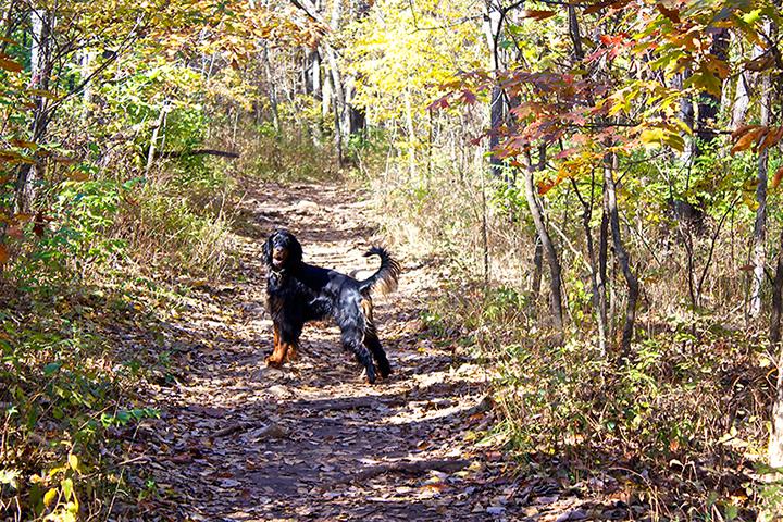 Pet Friendly Shawnee Mission Off Leash Dog Park