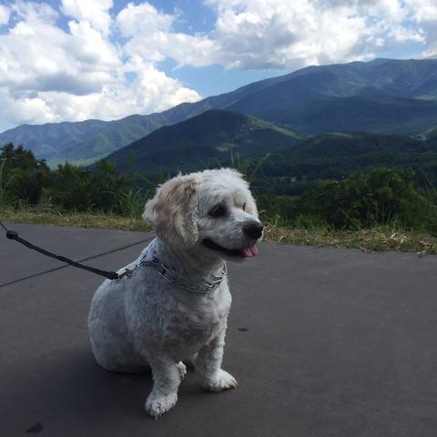 Dog Friendly Gatlinburg Tn