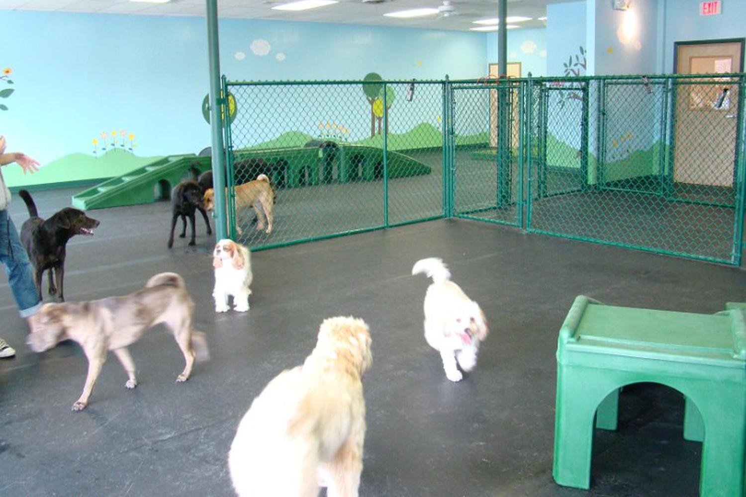 Arlington Dog House Arlington Dog House