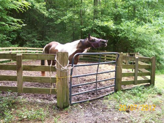 Pet Friendly Young Branch Horse Camp Campground