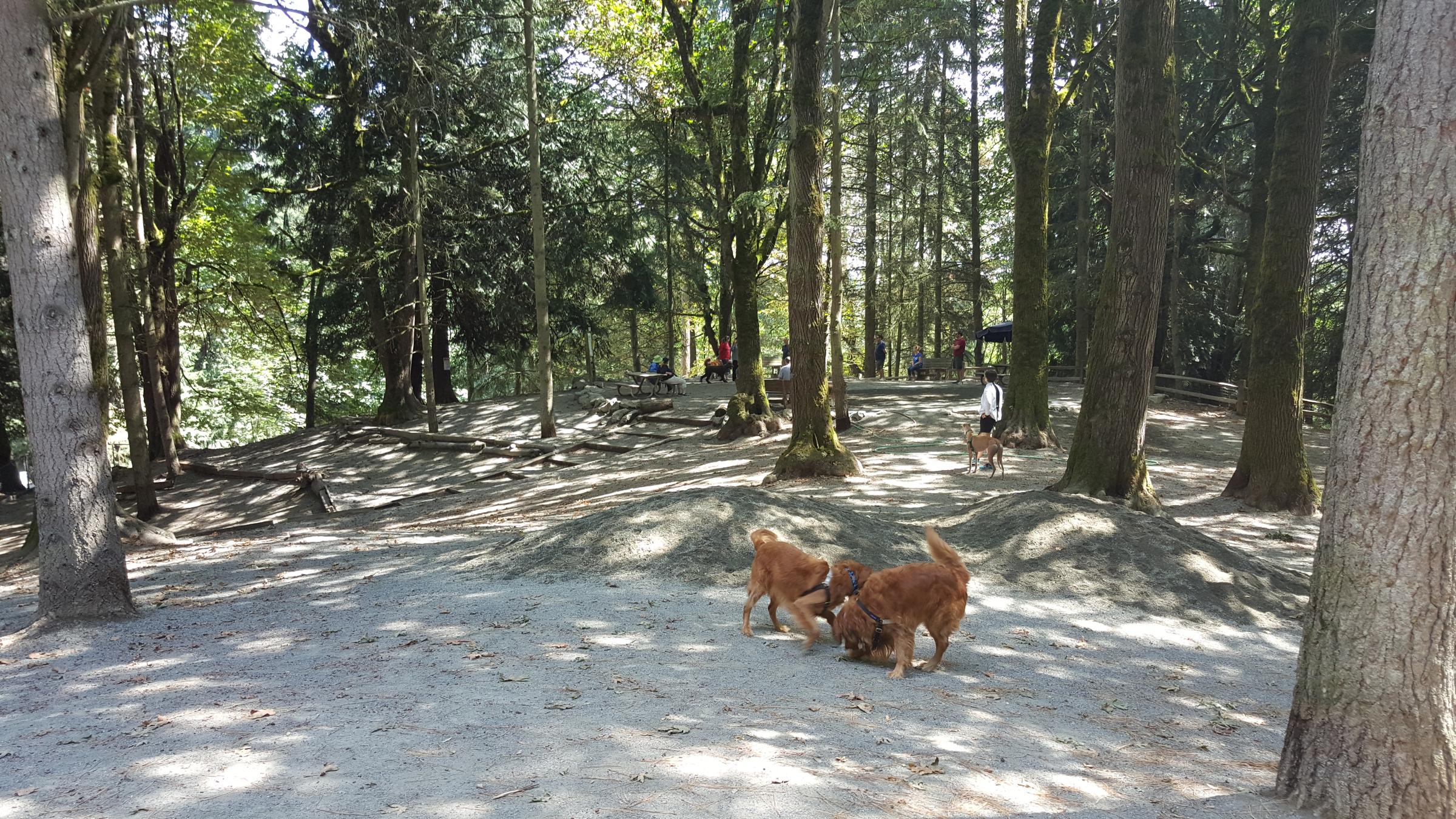 Pet Friendly Dog Park at Woodland Park