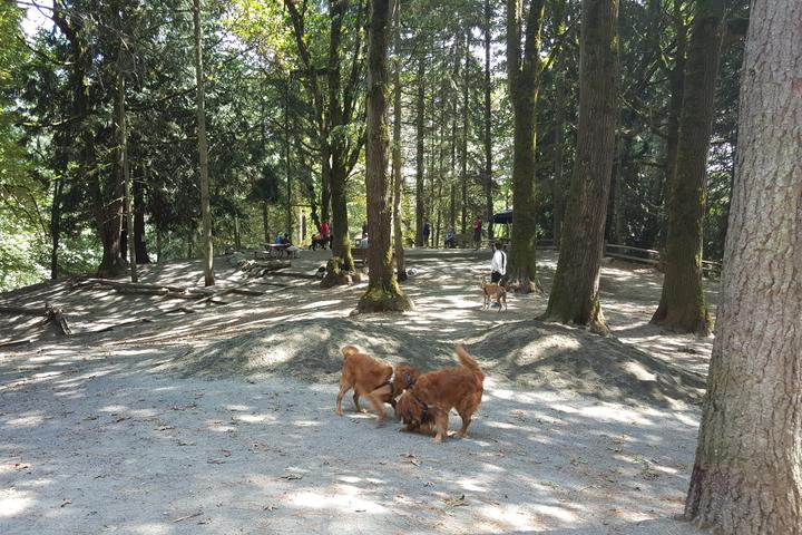 Pet Friendly Dog Park at Woodland Park