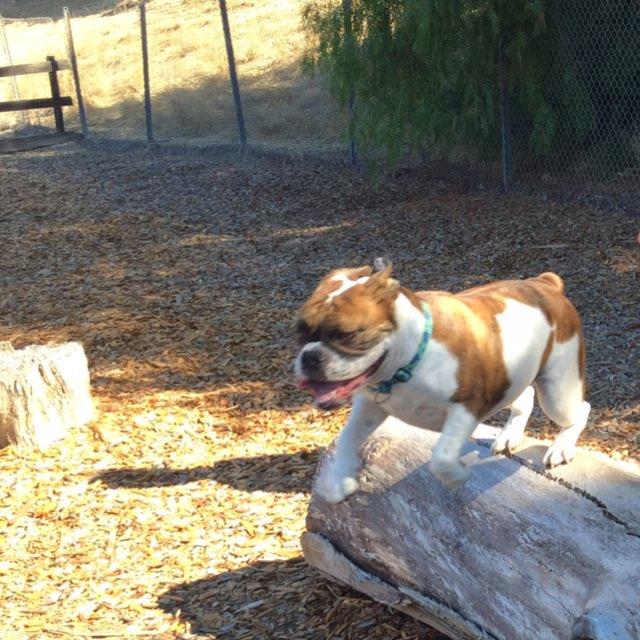 Canine Corral at Hap Magee Ranch Park