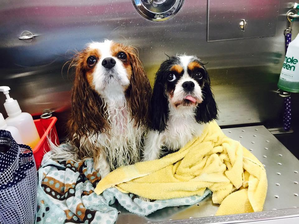 paw spa mobile dog grooming