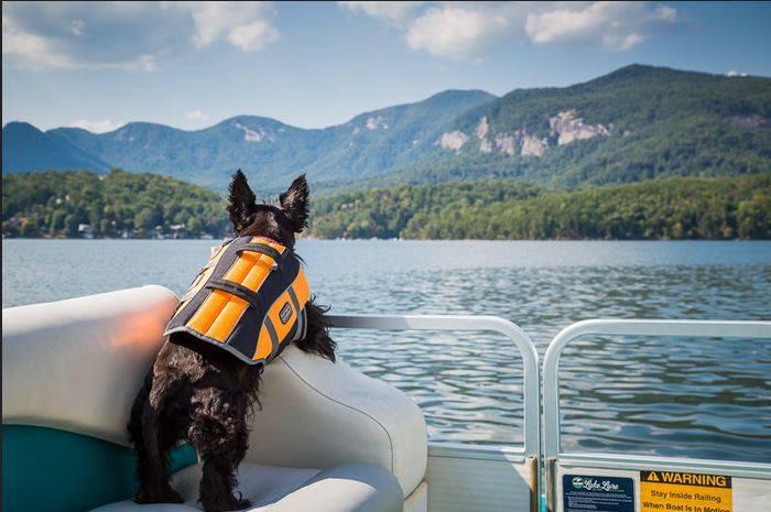 are dogs allowed at lake lure