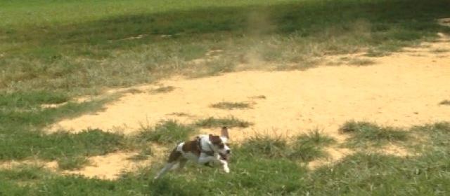 She just loved running all over the park She just loved running all over the park
