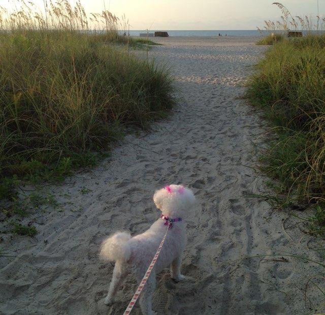 are dogs allowed on tybee beach