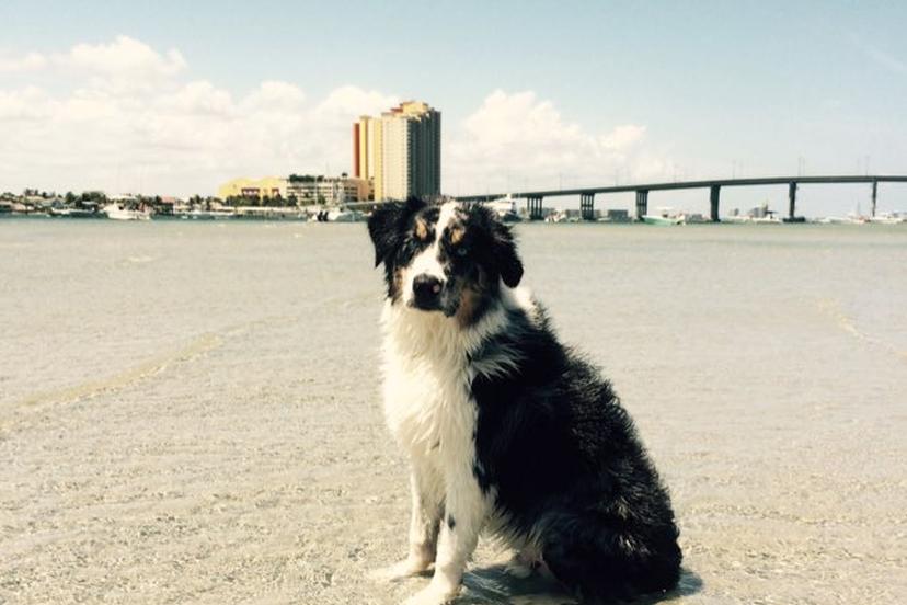 Dog Friendly Beaches in West Palm Beach, FL - BringFido