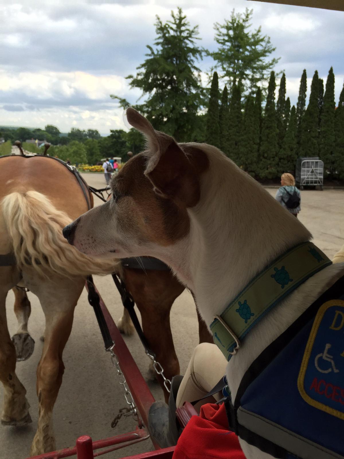 Mackinac Island Carriage Tours mackinac-island-carriage-tours