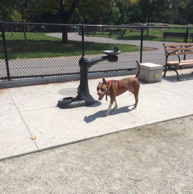 Pet Friendly Dog Run at J. Hood Wright Park