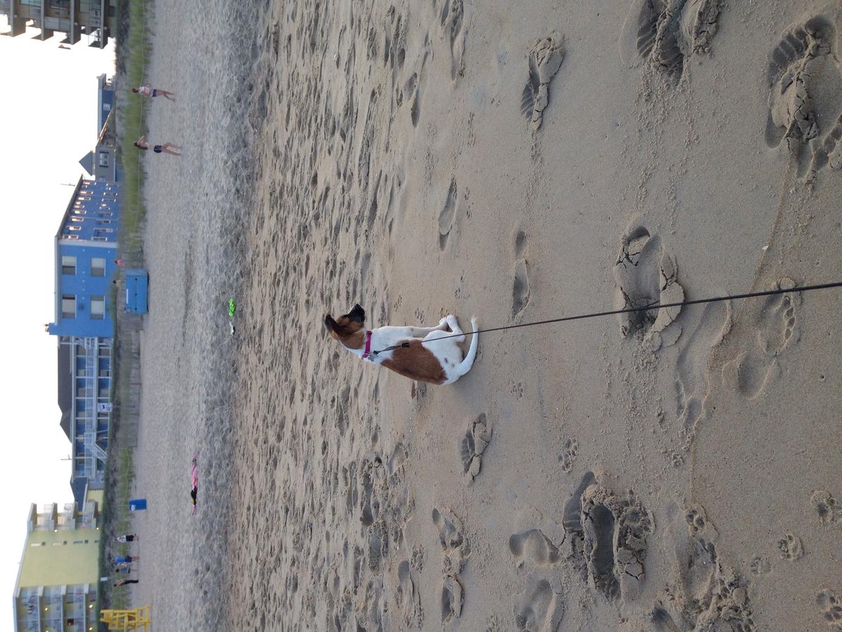 Dog Friendly Ocean City Md