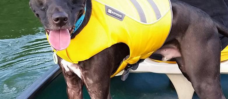 Dog Friendly Lake Norman, NC