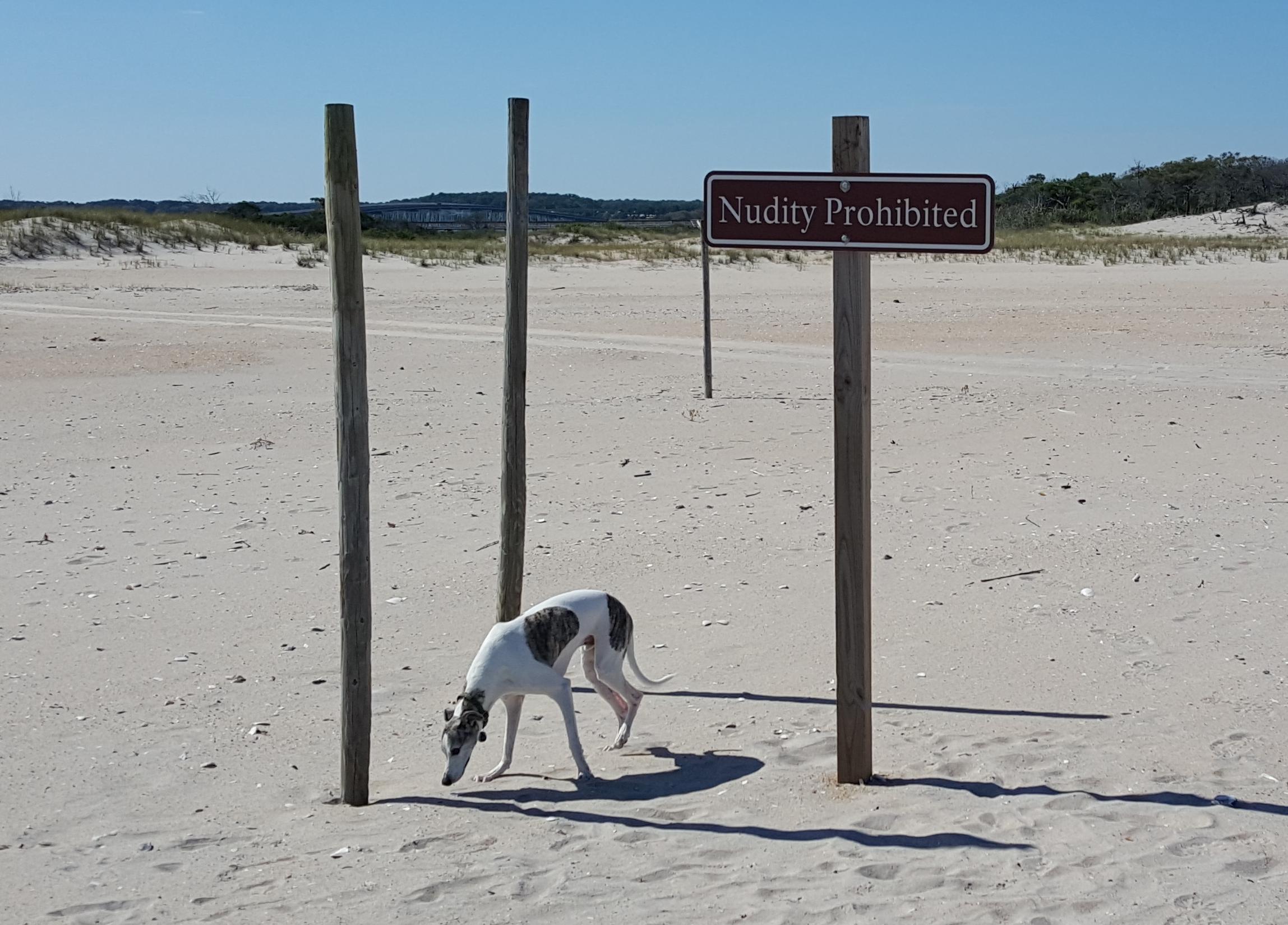 are dogs allowed at assateague