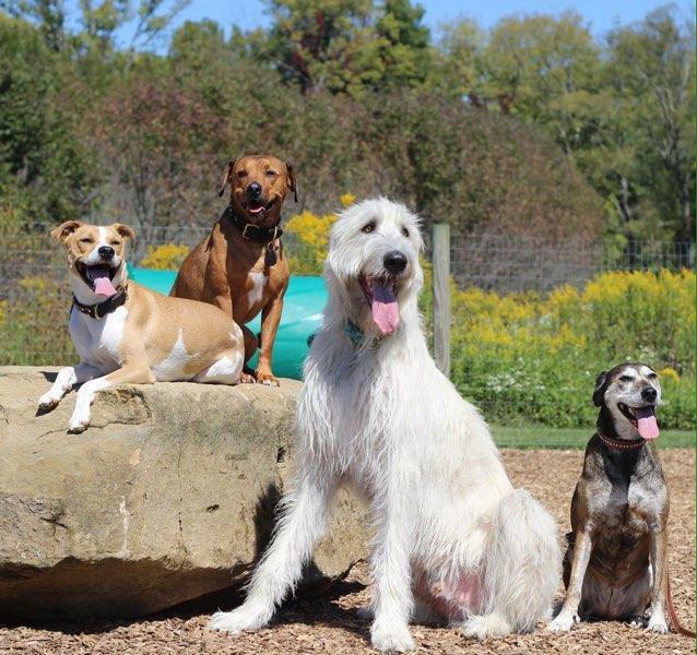 Pet Friendly Dog Park at Walnut Woods Metro Park