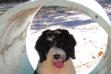 Gulf Breeze dog park