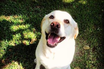 Directory Of Doggie Daycare Boarding In South Carolina Bringfido