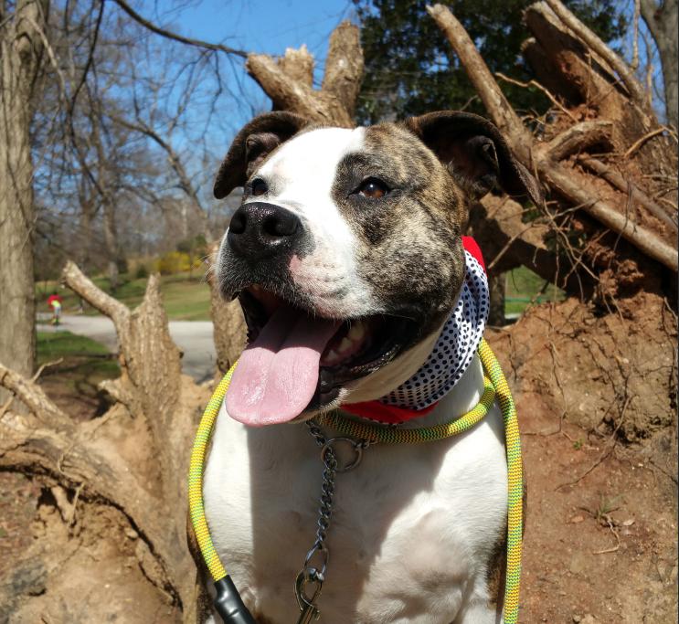 Dog Friendly Clayton, GA BringFido