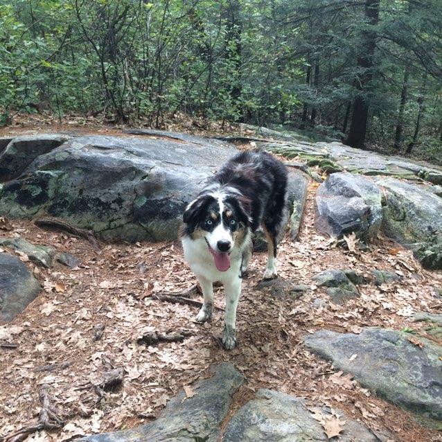 Pet Friendly Monument Mountain Reservation