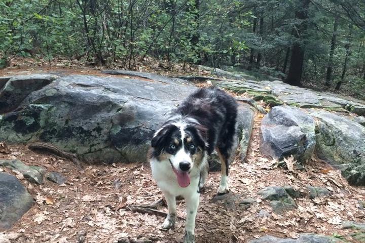 Pet Friendly Monument Mountain Reservation