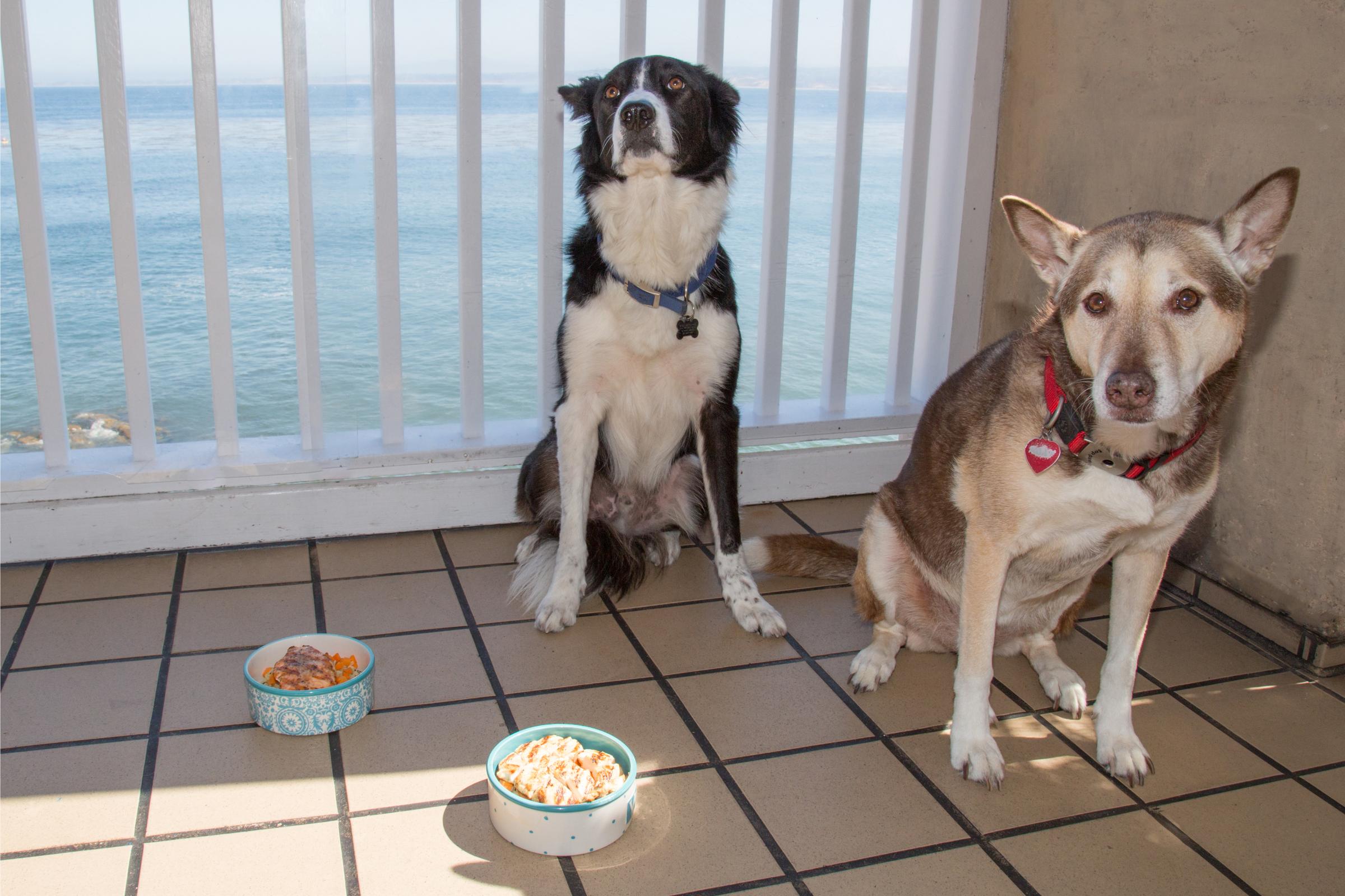 Pet Friendly Louie Linguini's