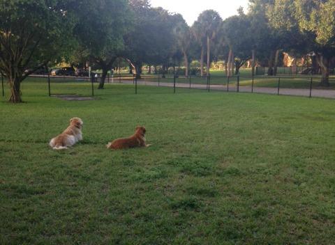 Nice dog parks near hot sale me