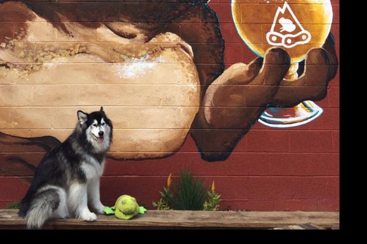 Pet Friendly Mountain Toad Brewing