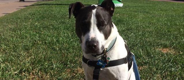 Dog Friendly Dubuque, IA