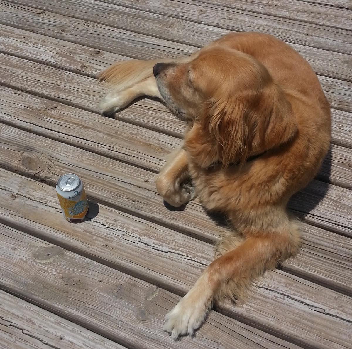 Dog Friendly Dunedin, FL